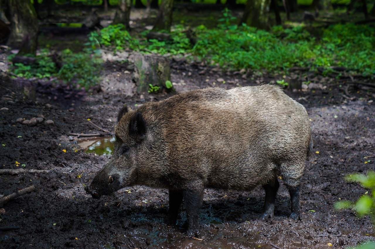 boar fur forest free photo