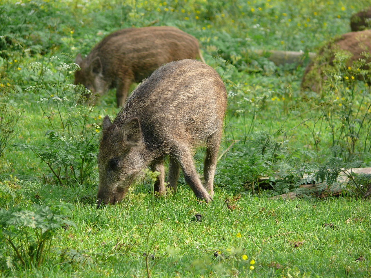 boar meadow piglet free photo