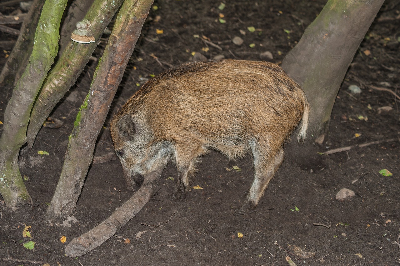 boar launchy mammal free photo