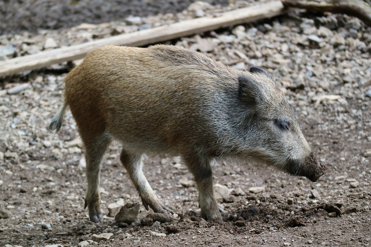 boar piglet launchy free photo