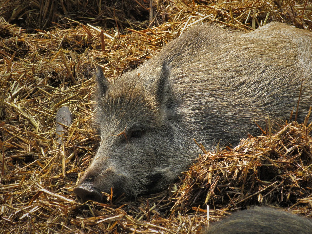 boar pig straw free photo