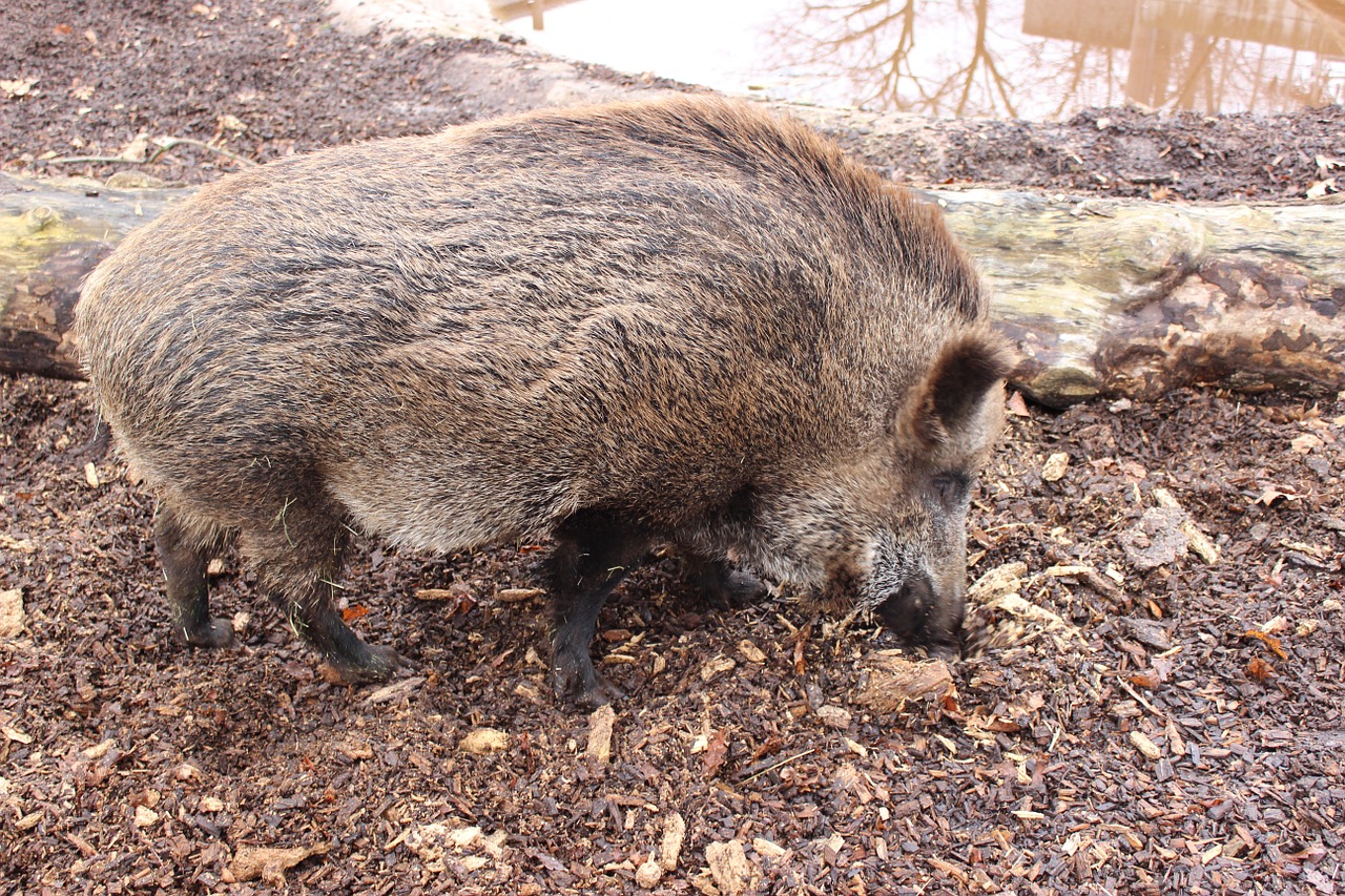 boar pig forest free photo
