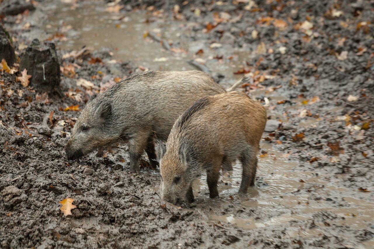 boar autumn rooting free photo