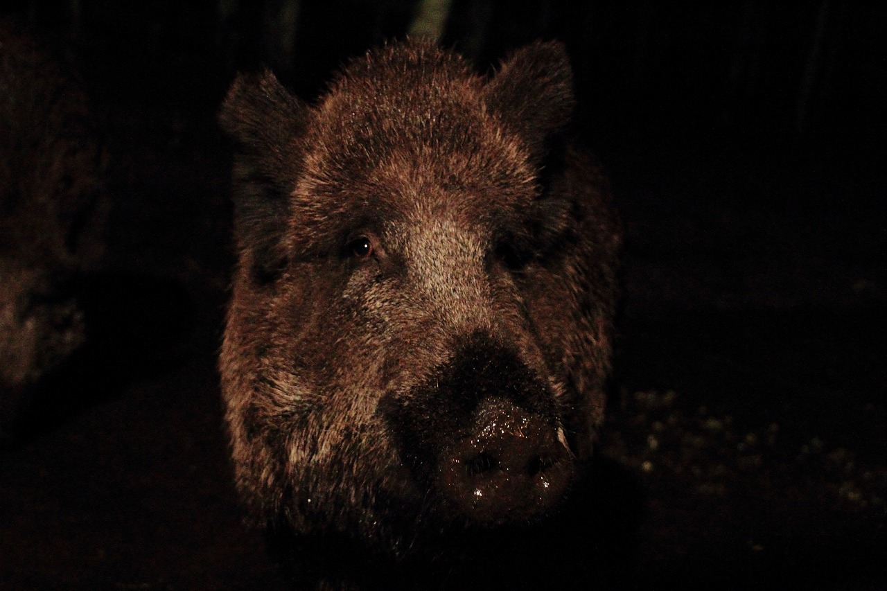 boar bache little pig free photo