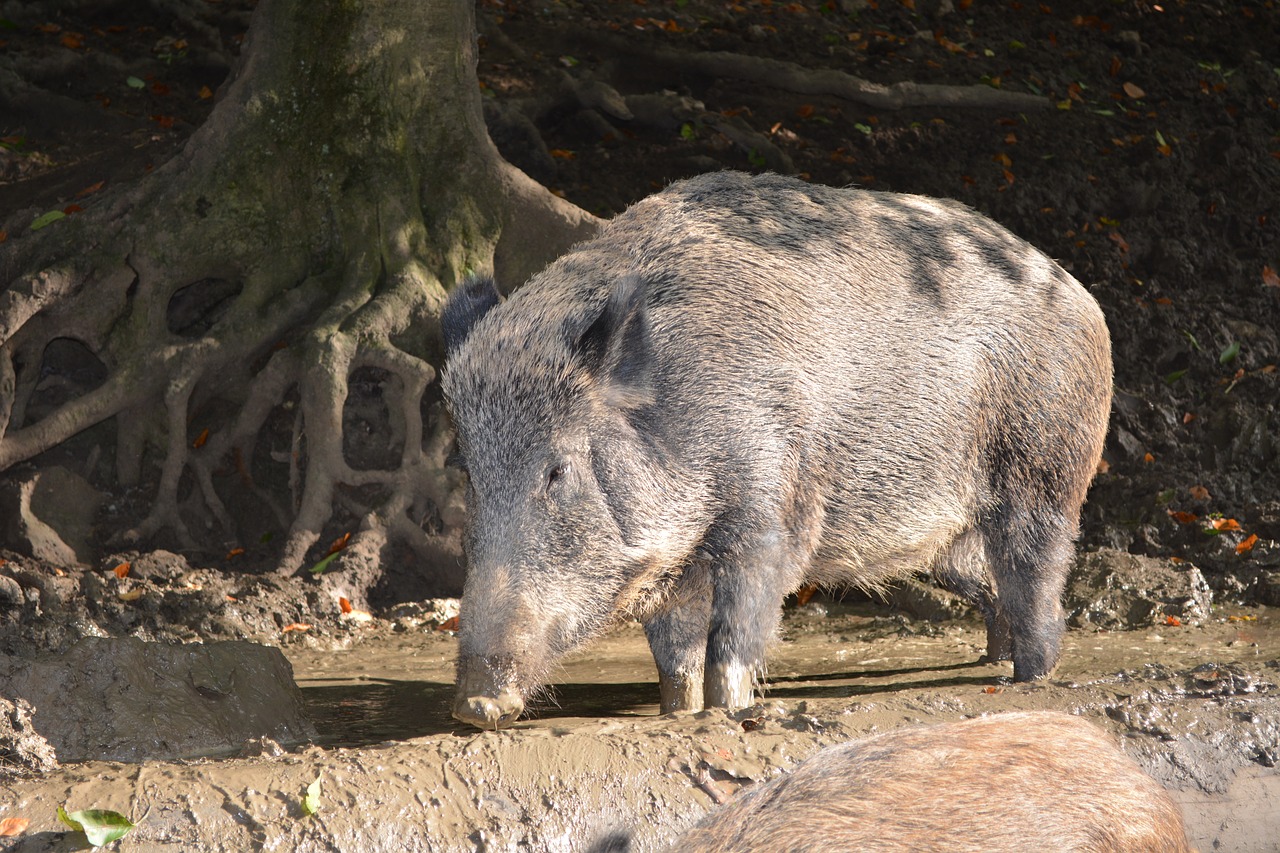 boar forest nature free photo