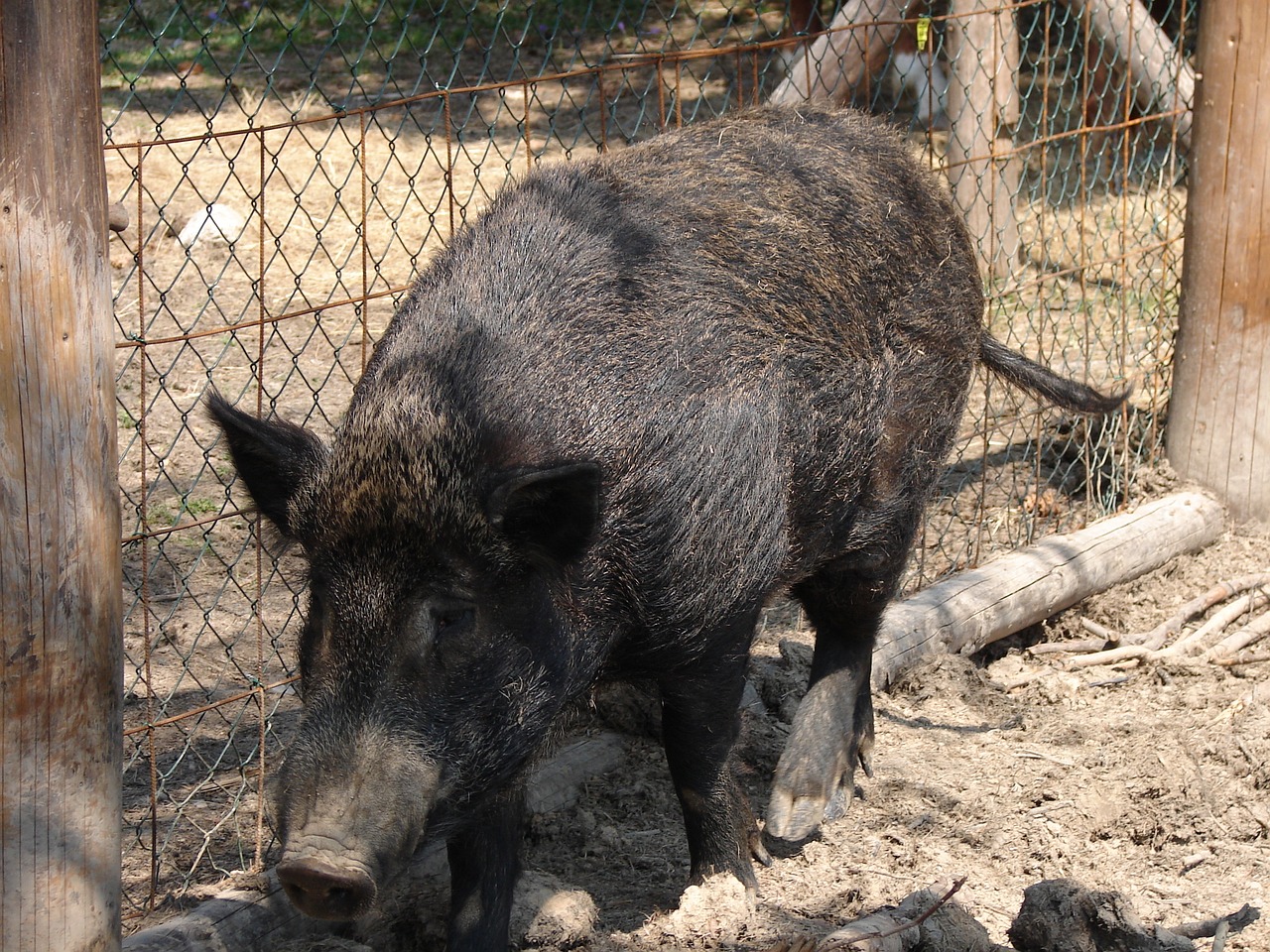 boar animal wild free photo