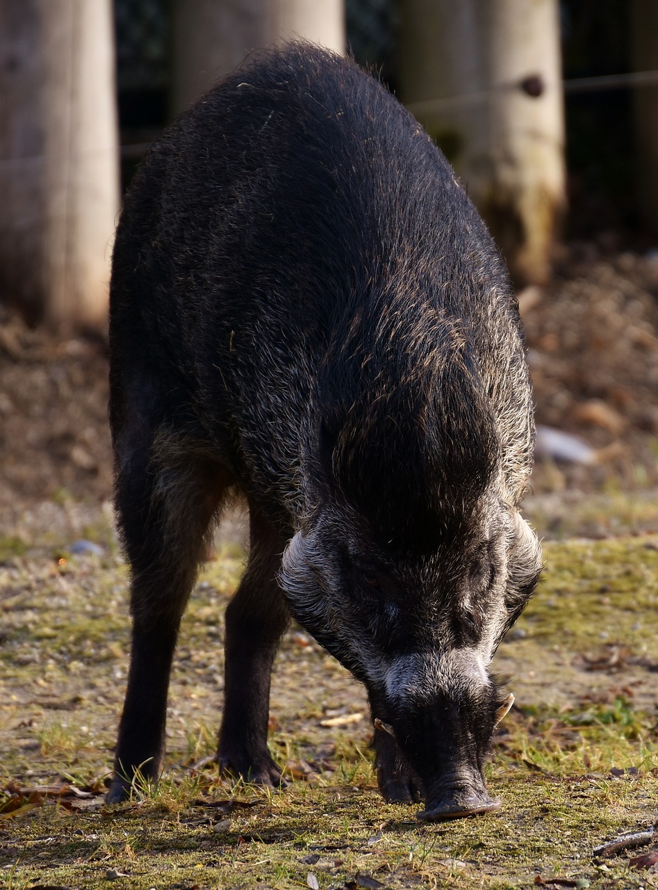boar wild animal pig free photo