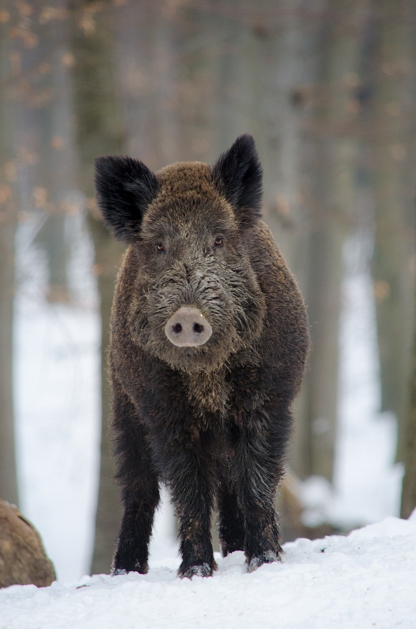 boar animal forest free photo