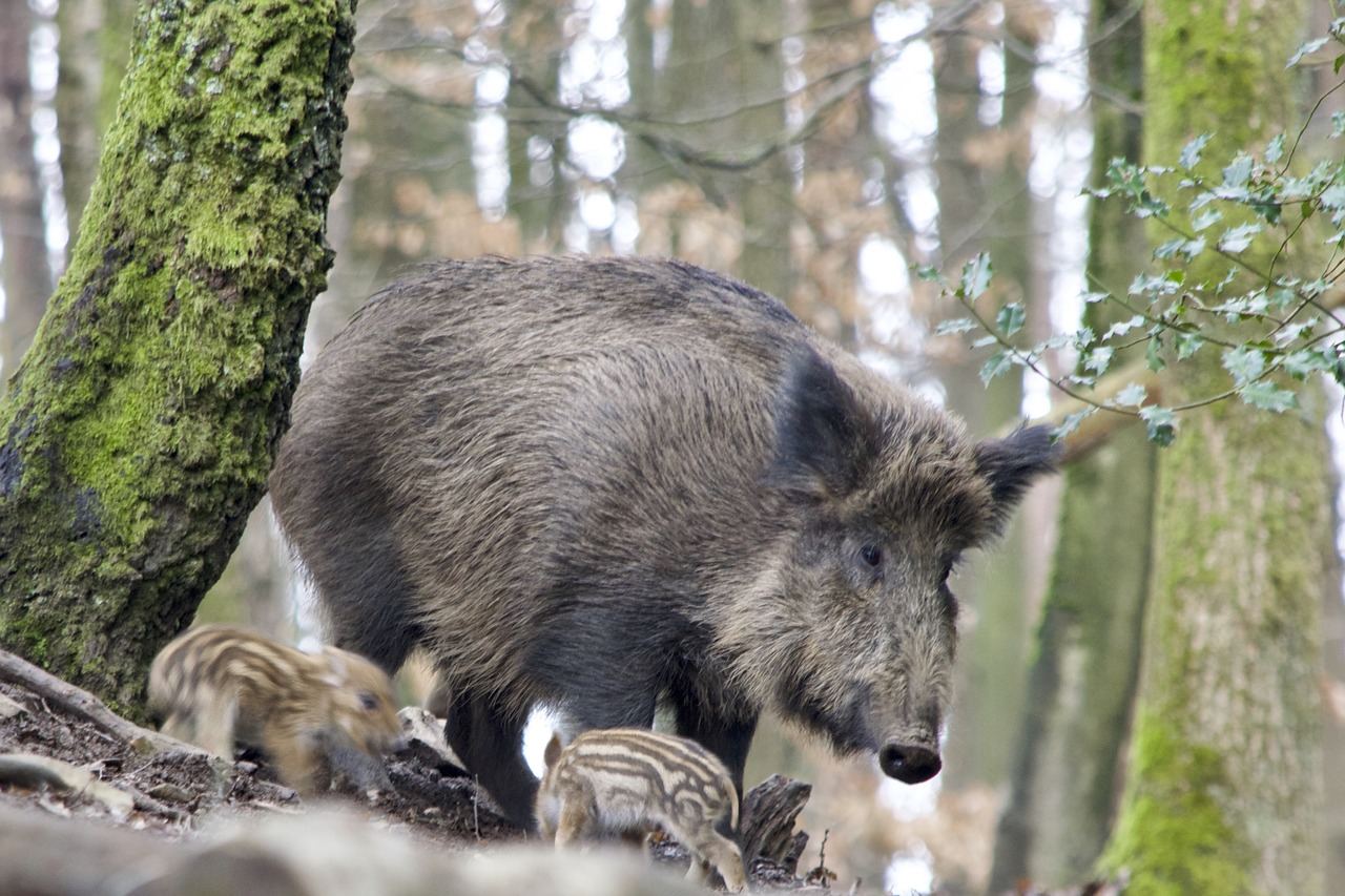 boar bache launchy free photo