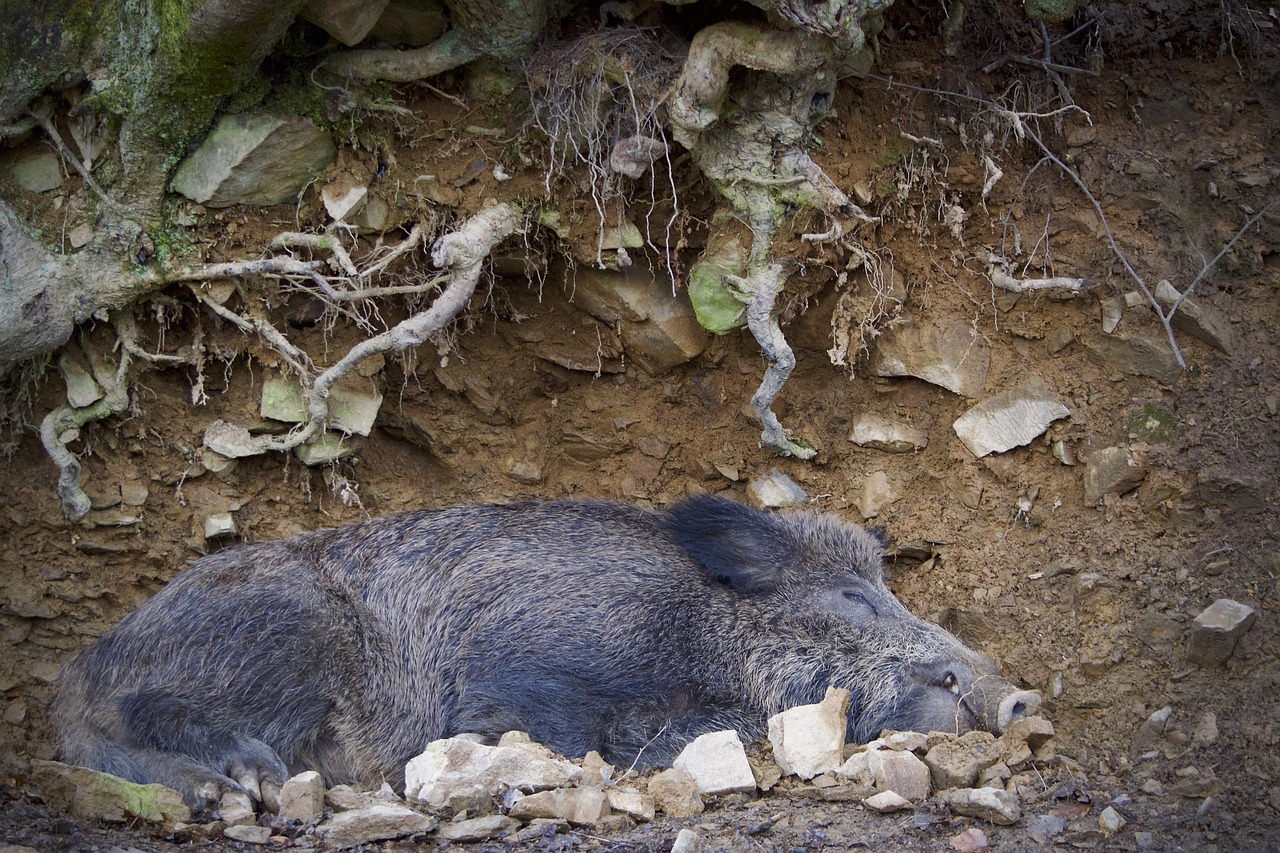 boar nature mammal free photo