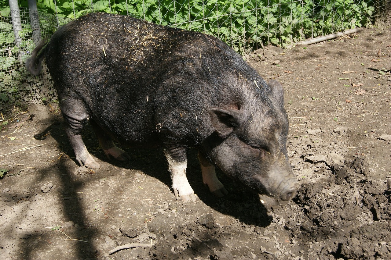 boar mammal pigs free photo