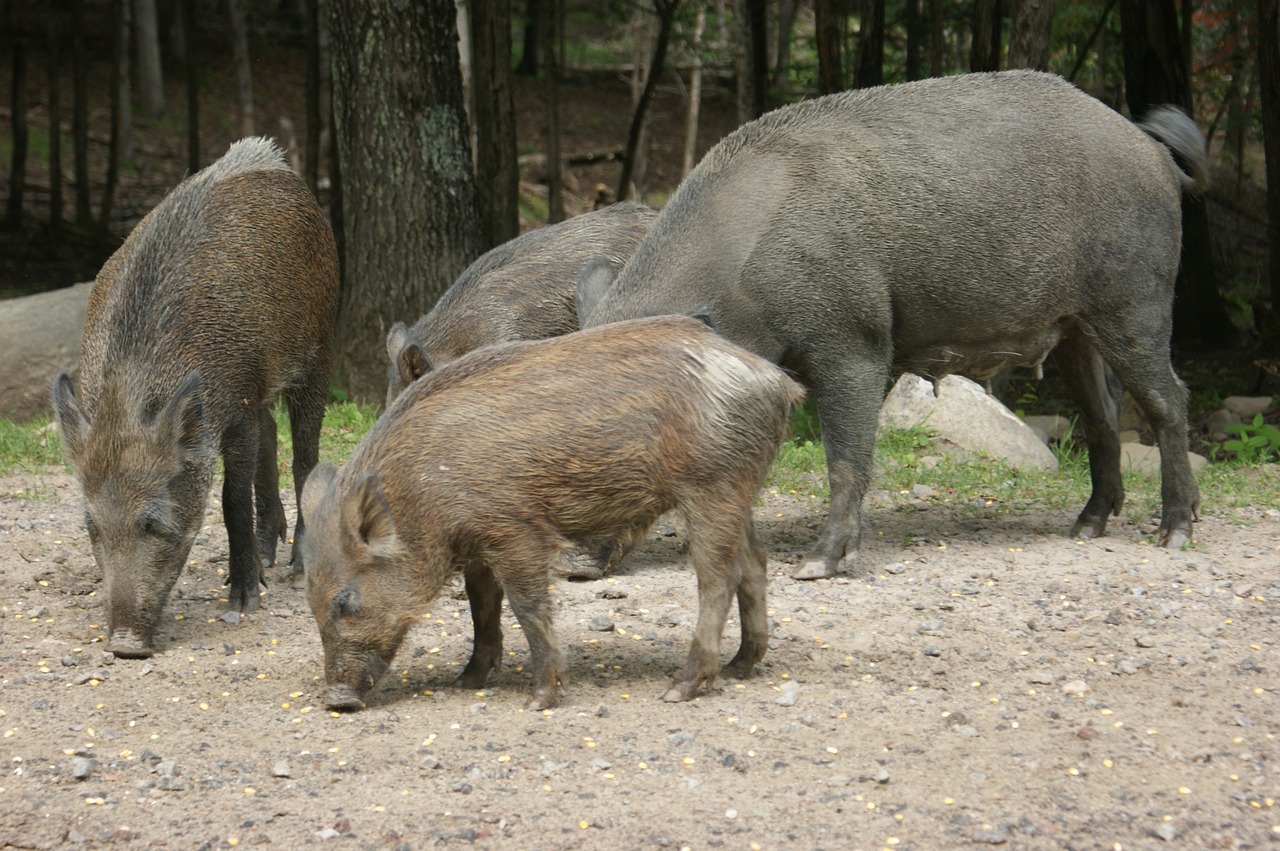 boar  wildlife  pigs free photo