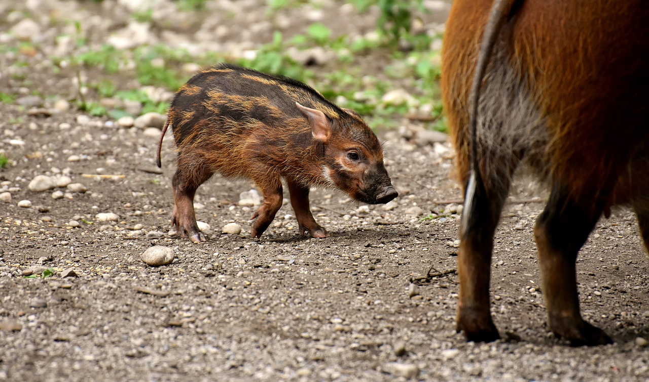boar  young animal  mother pig free photo