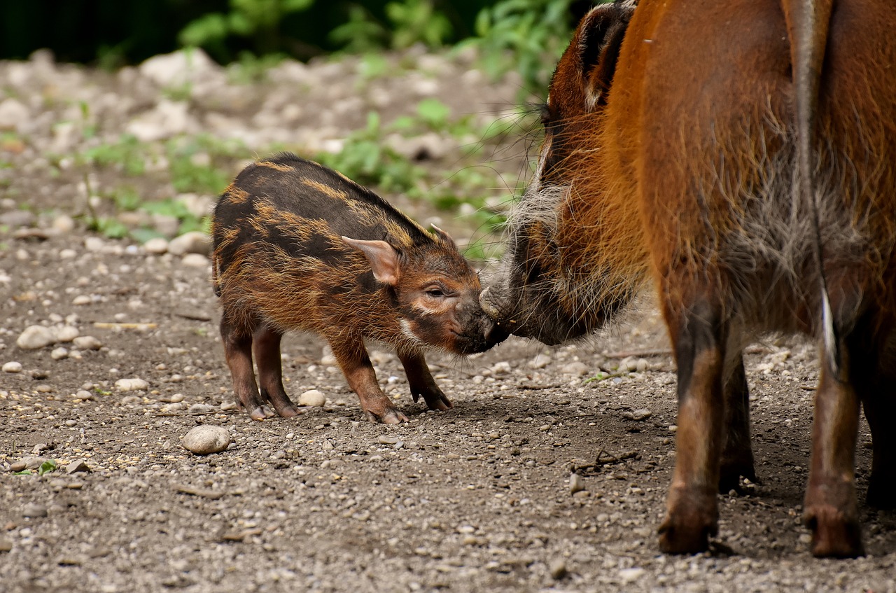 boar  young animal  mother pig free photo