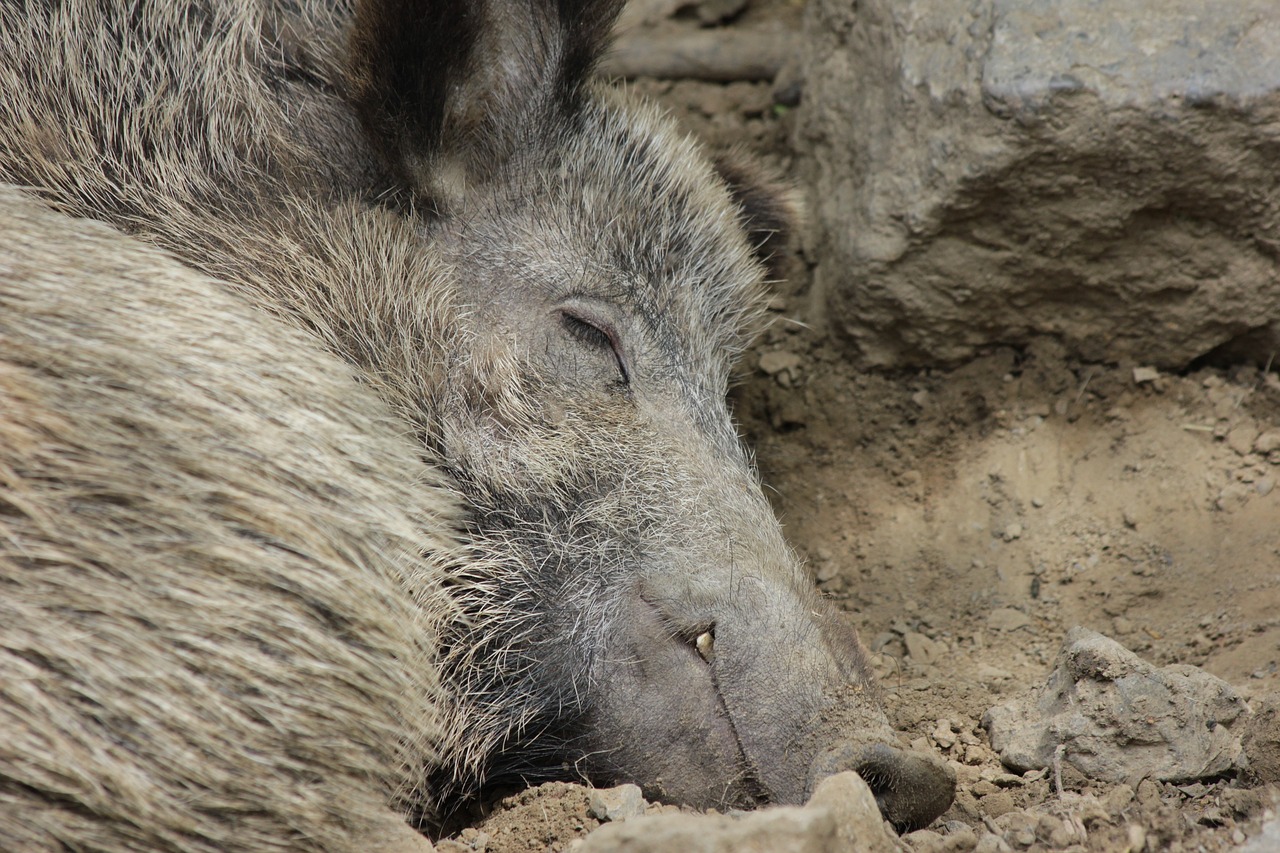 boar  pig  animal free photo