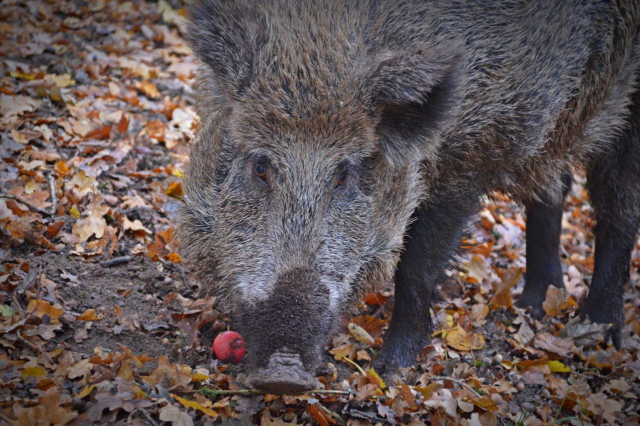 boar  animal  pig free photo