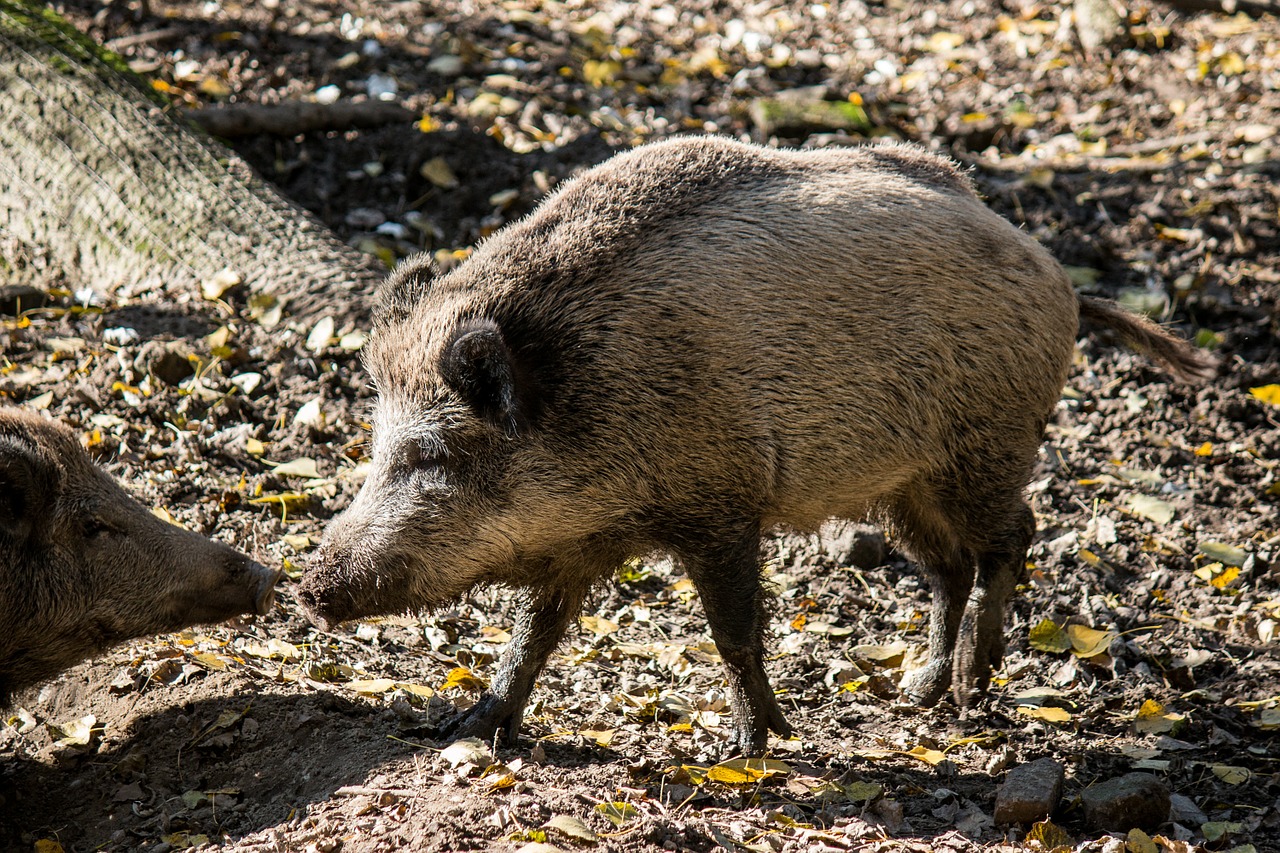 boar animals pig free photo