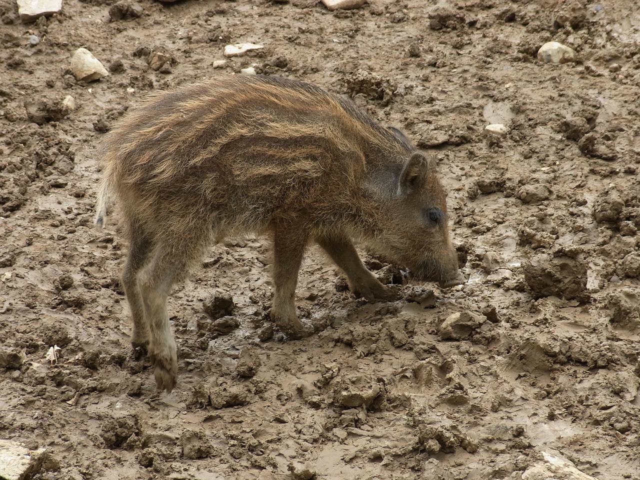 boar launchy pig free photo