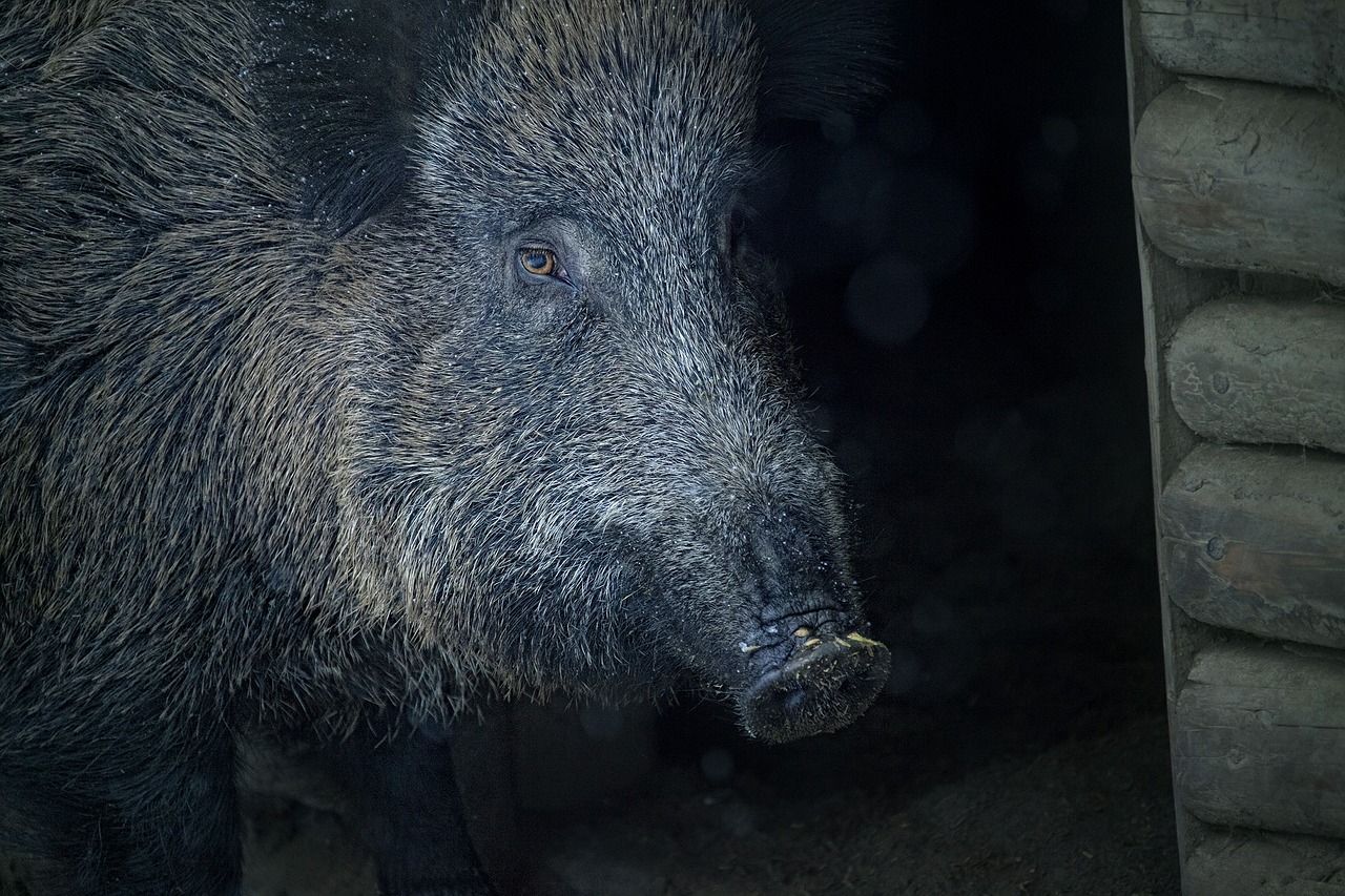 boar animal bristles free photo