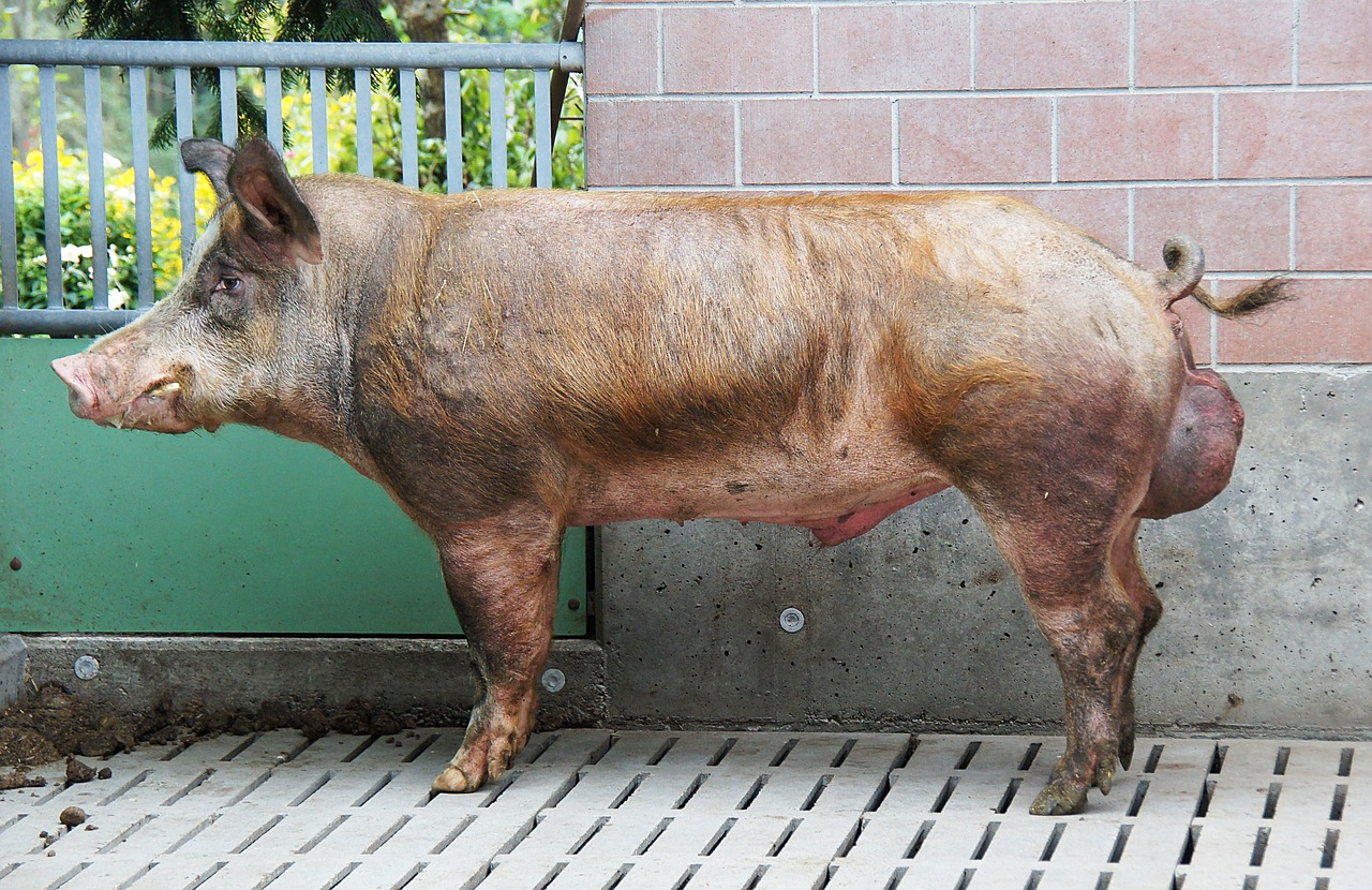 boar breeding boars pig free photo