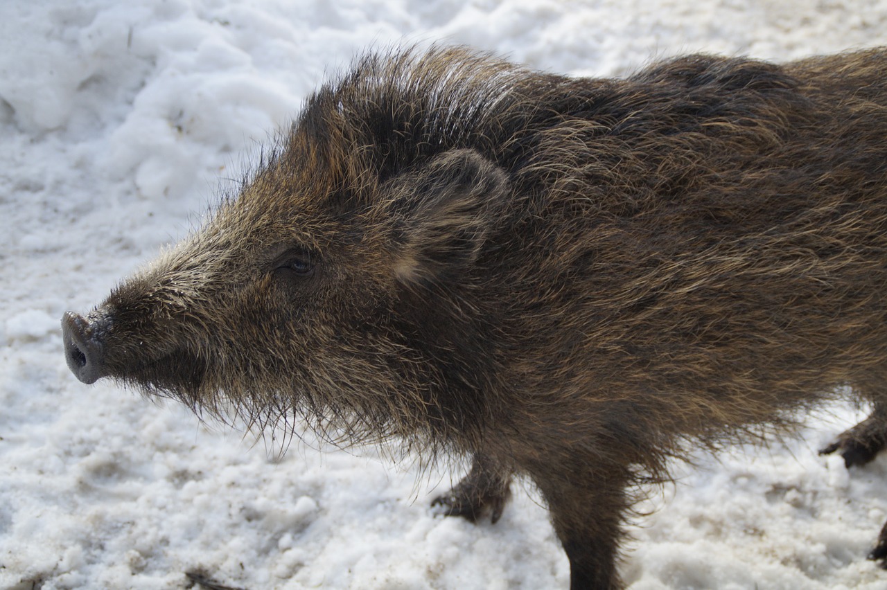 boar young animal taster free photo