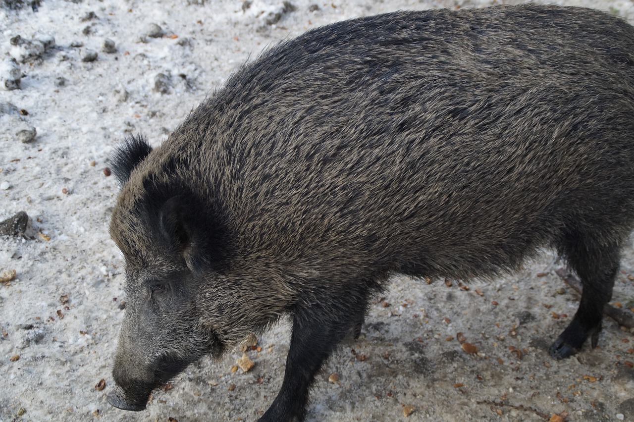 boar wild boar pig free photo