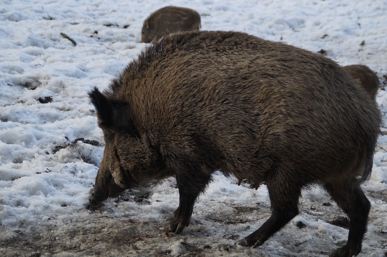 boar wild boar pig free photo