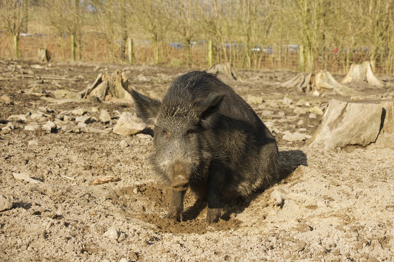 boar nature park holders free photo