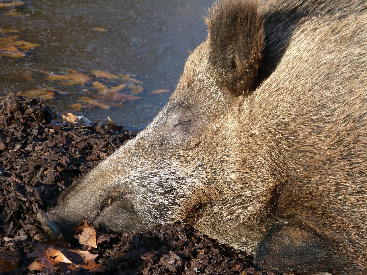 boar mammal wild free photo