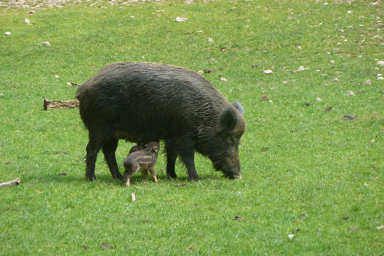 boar bache little pig free photo
