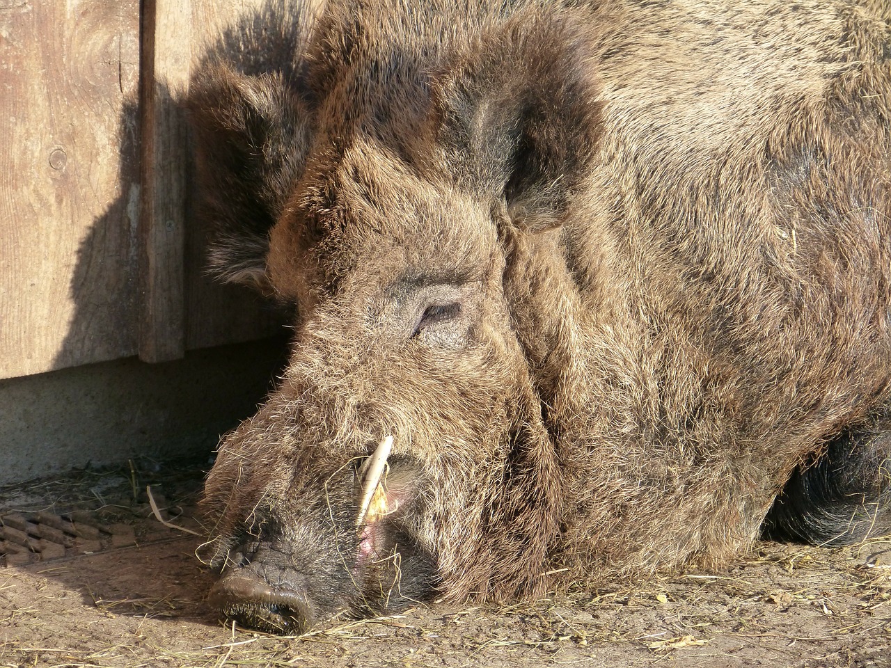 boar mammal pig free photo