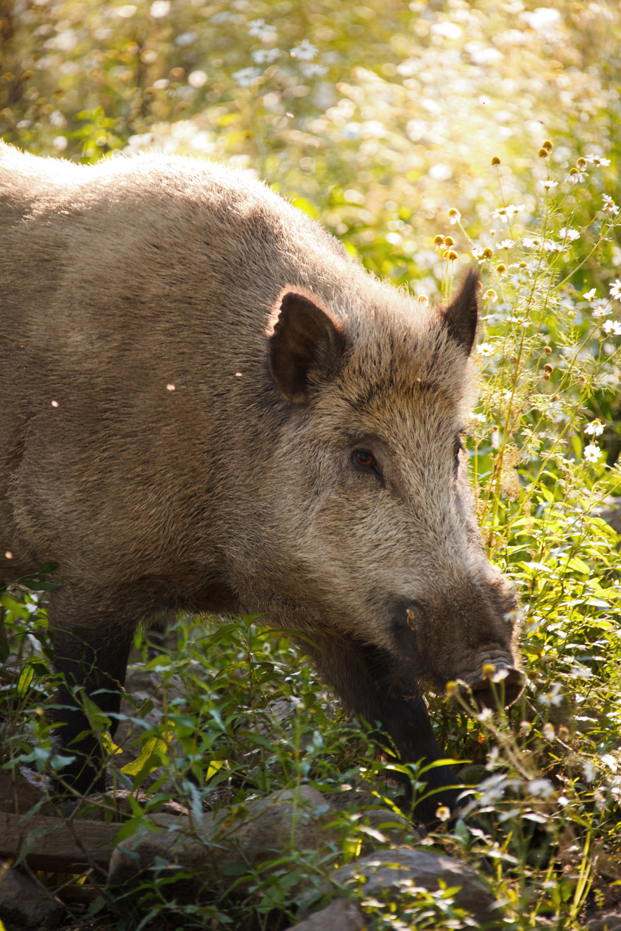 animal boar brown free photo