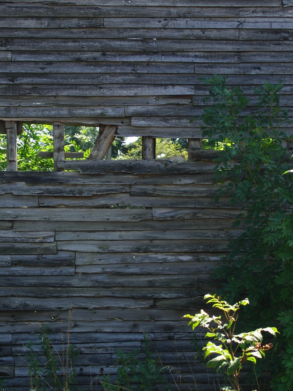 board wall vegetation free photo