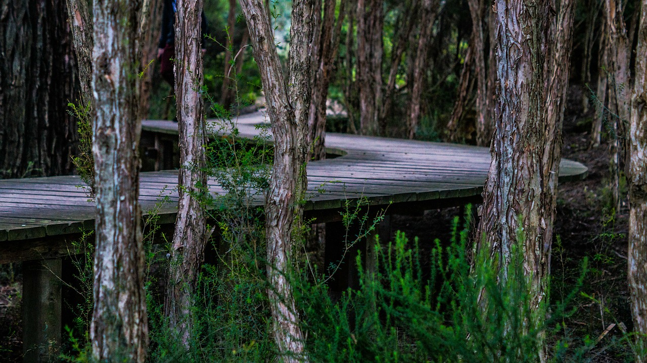 boardwalk trees twist free photo