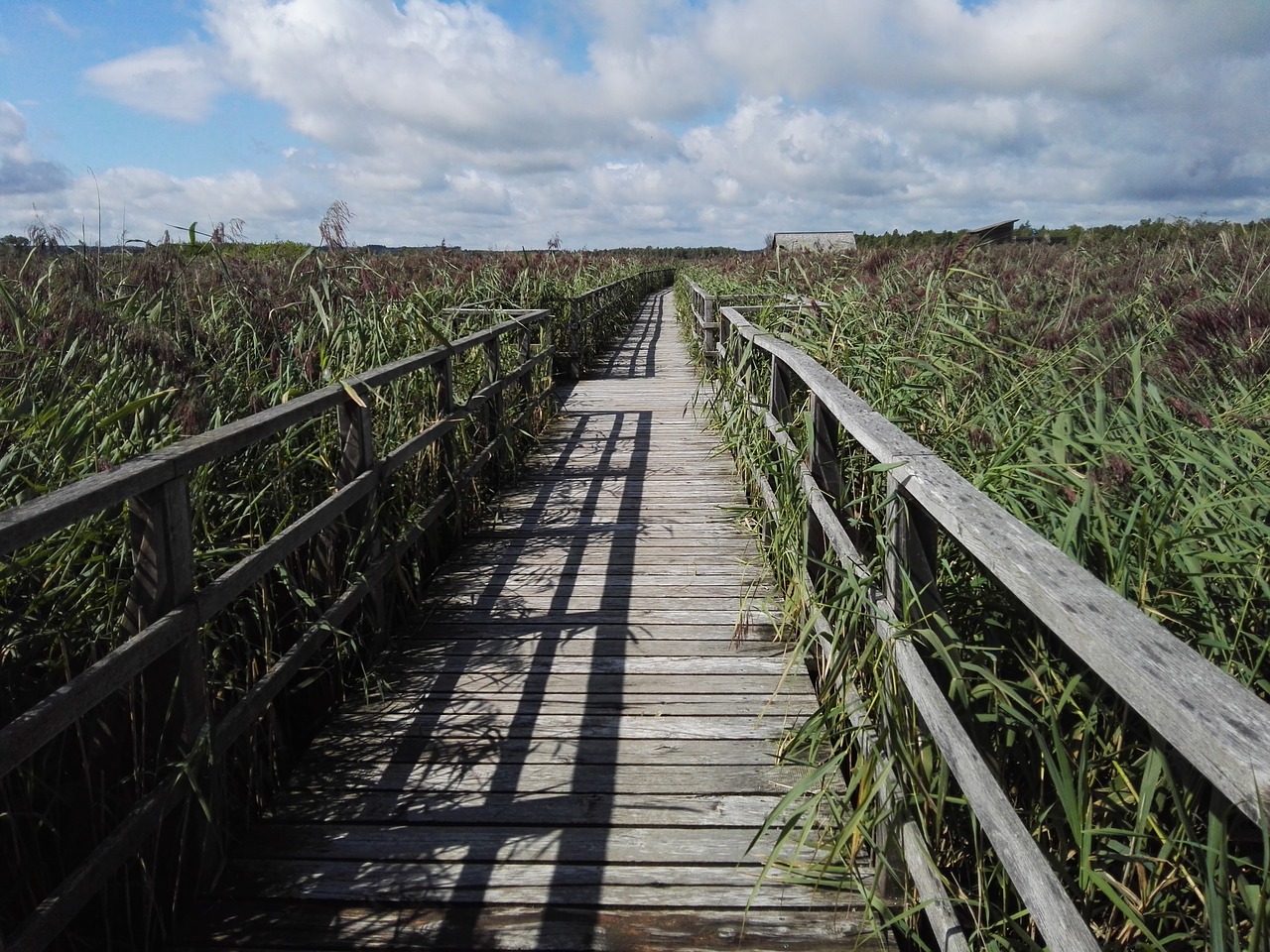 boardwalk reed lake free photo