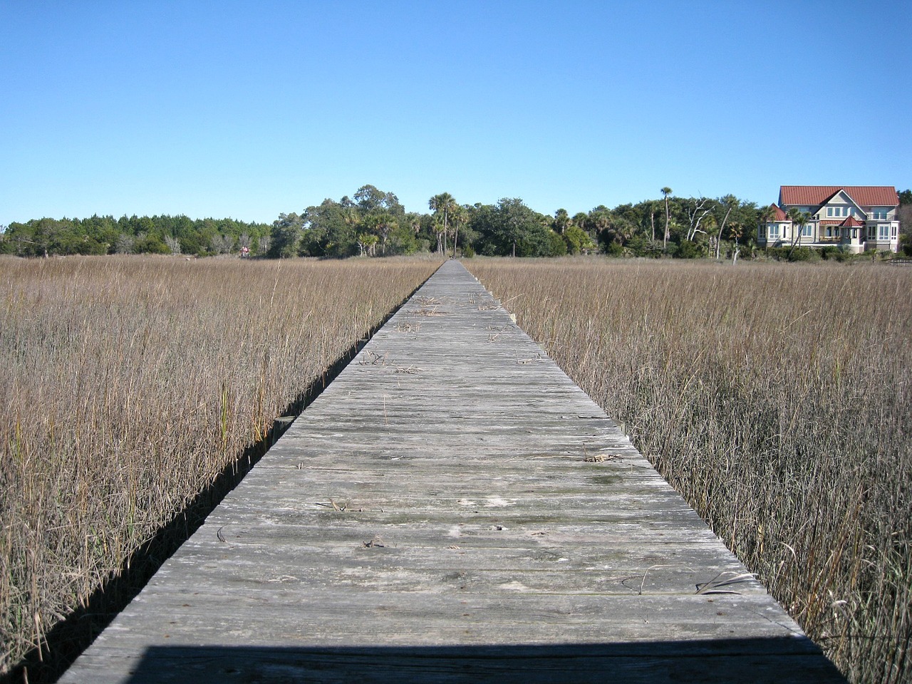 boardwalk walkway wooden free photo
