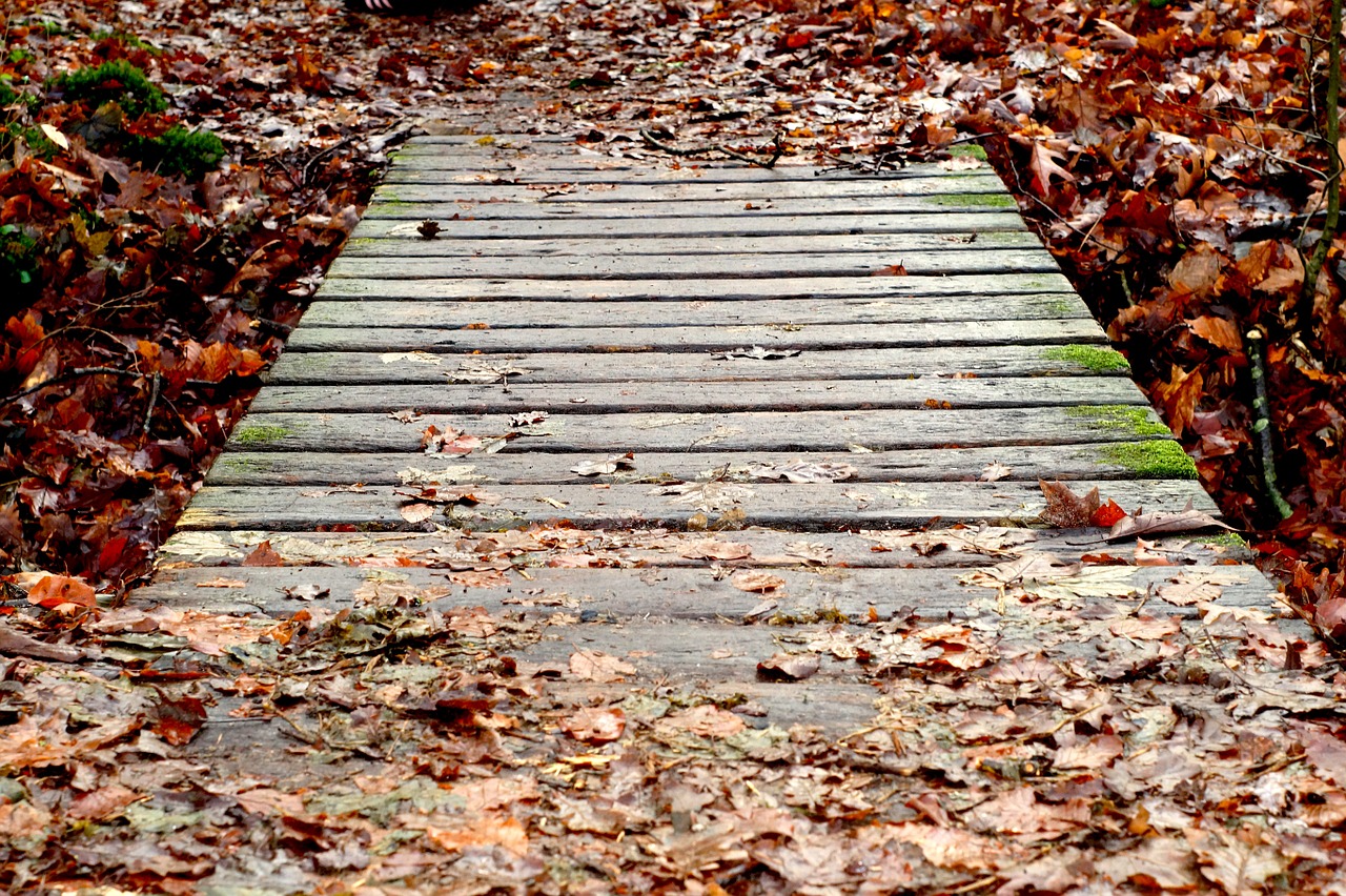 boardwalk web bridge free photo