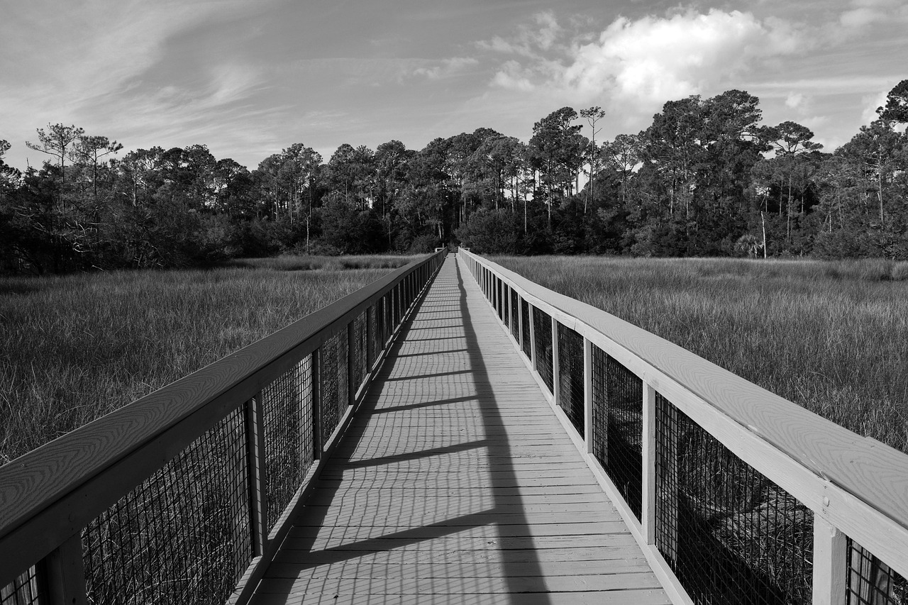 boardwalk  marshland  wooden free photo
