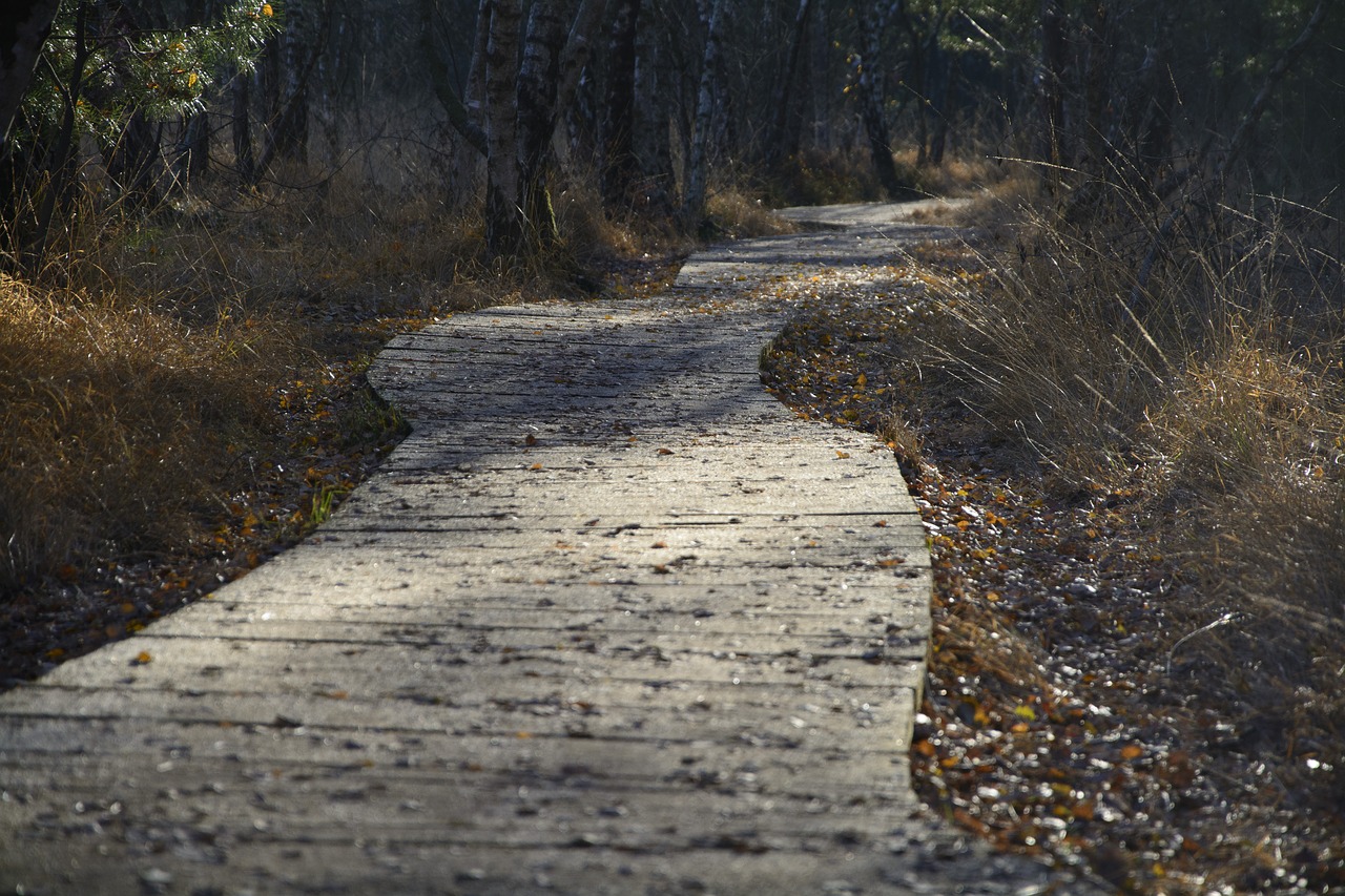 boardwalk  forest  nature free photo