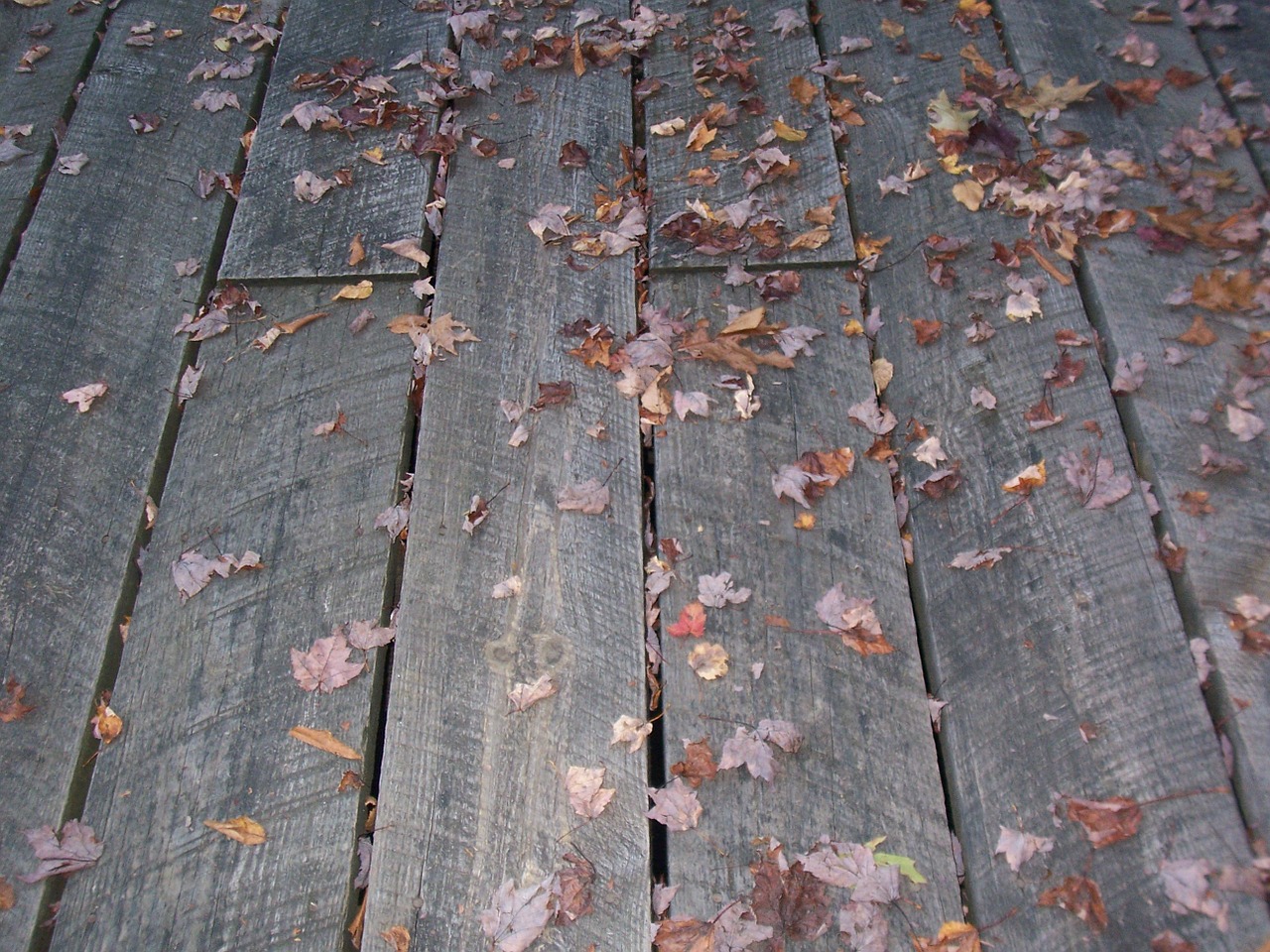 boardwalk weathered leaves free photo