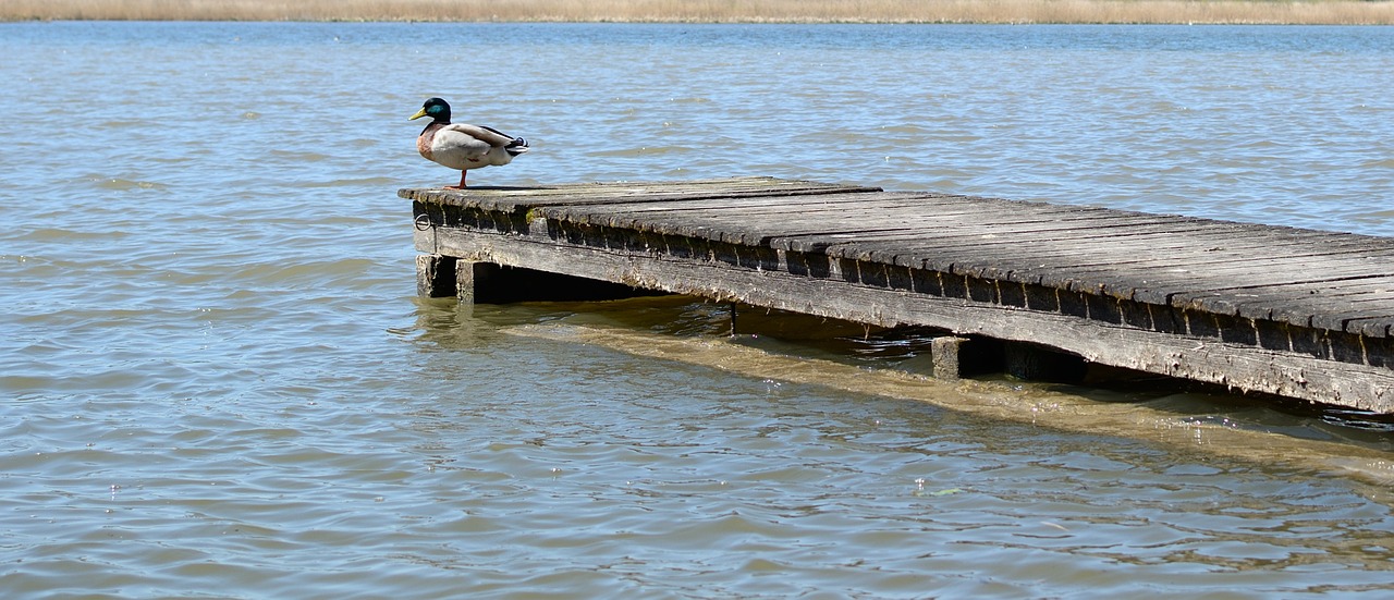 boardwalk water lake free photo