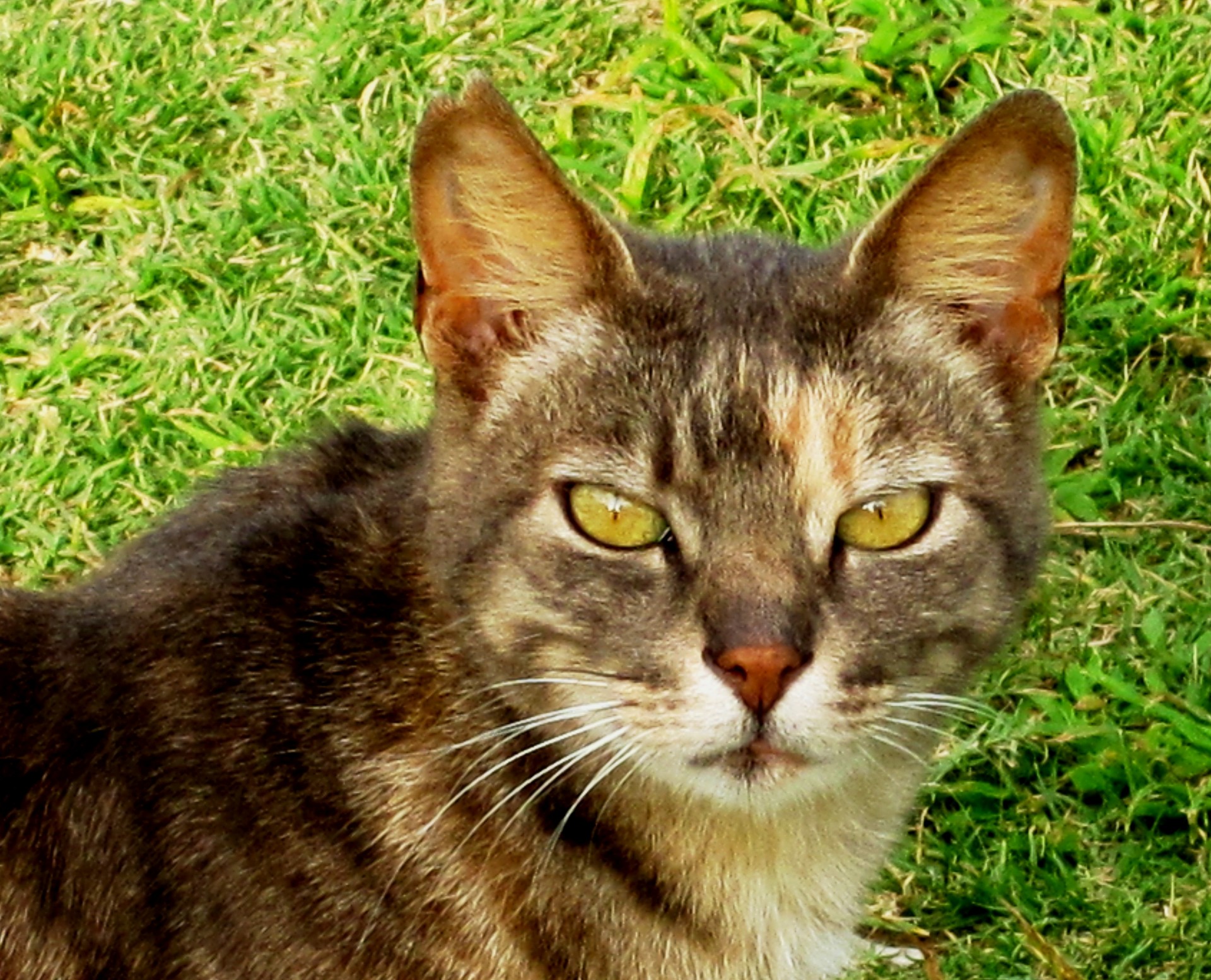 cat feline tabby free photo