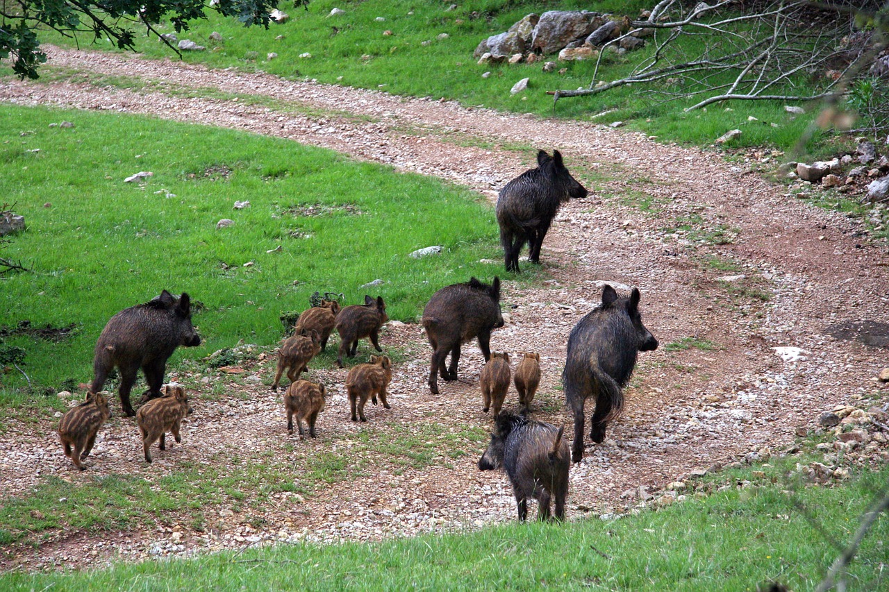 boars field piglets free photo