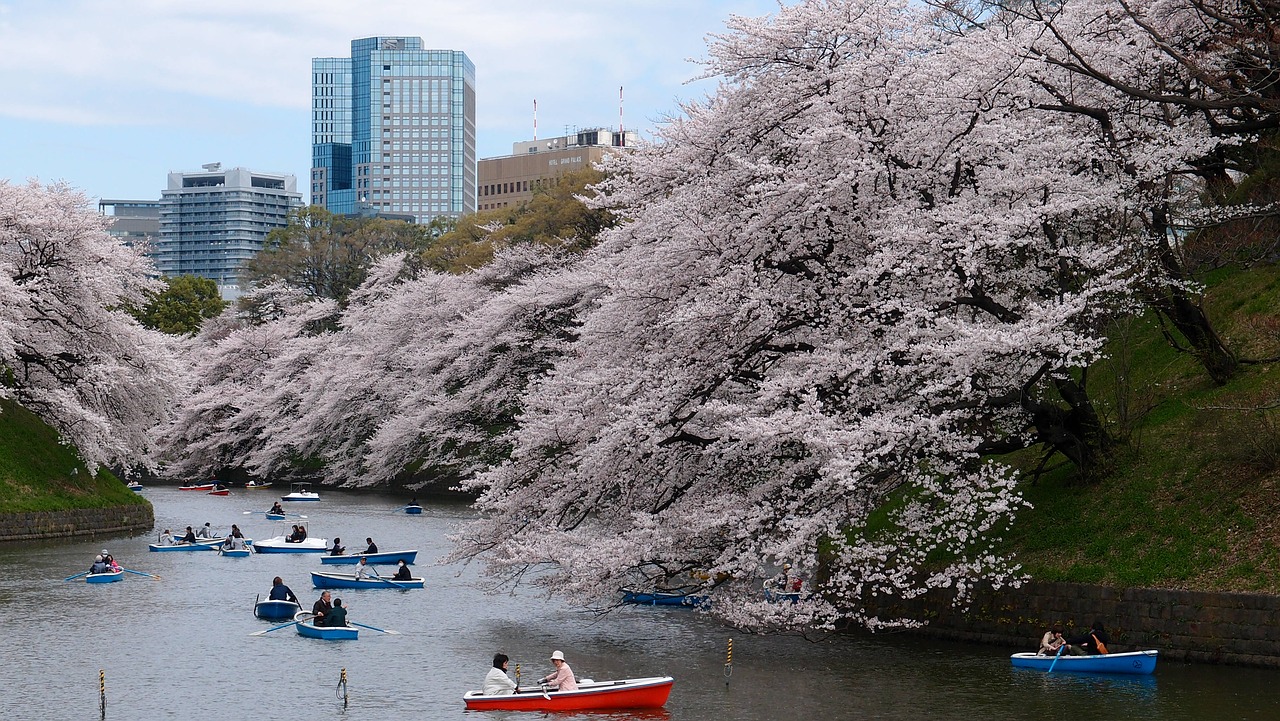 boat cherry blossom park free photo