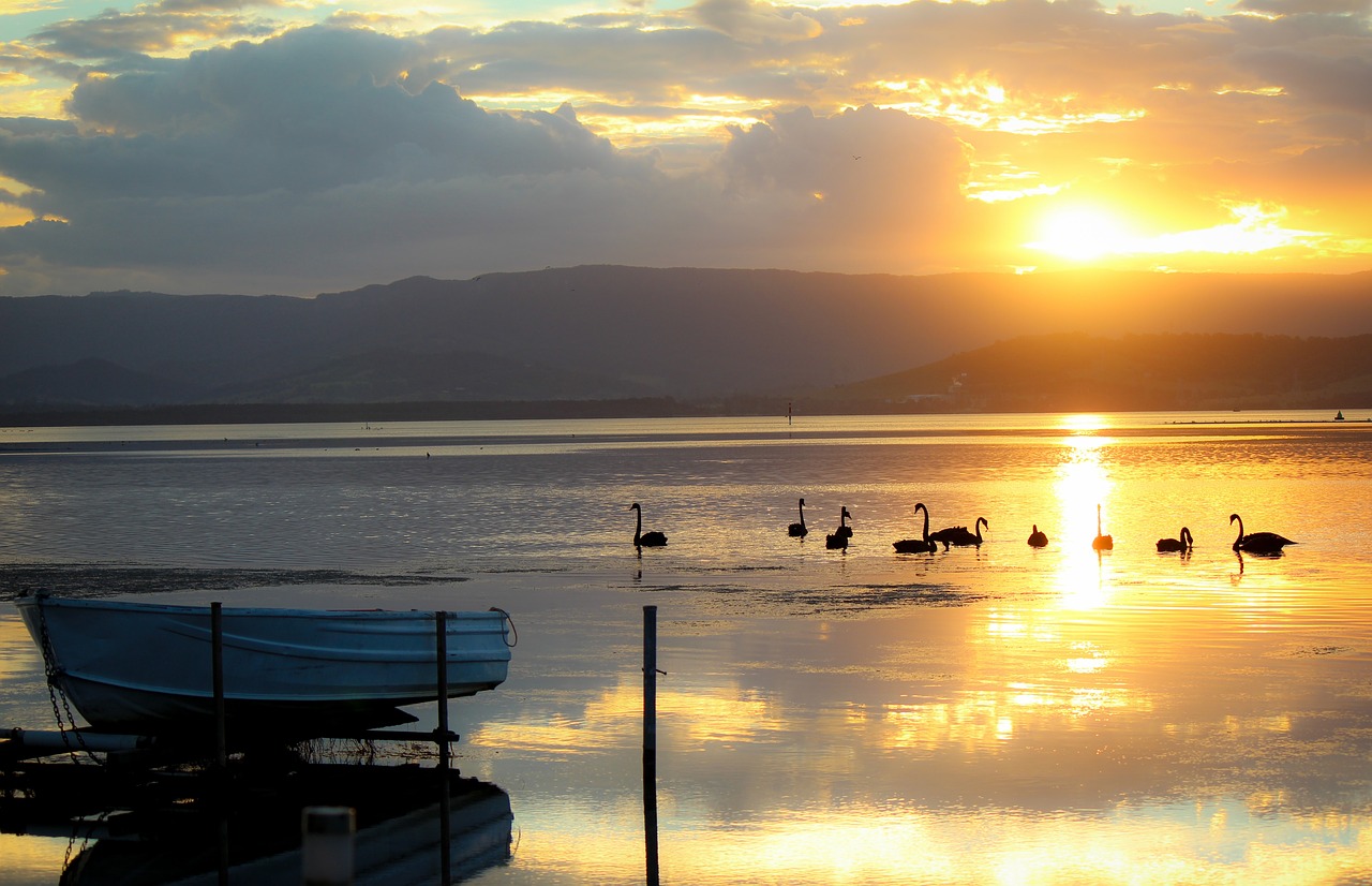 boat lakeillawarra swan free photo