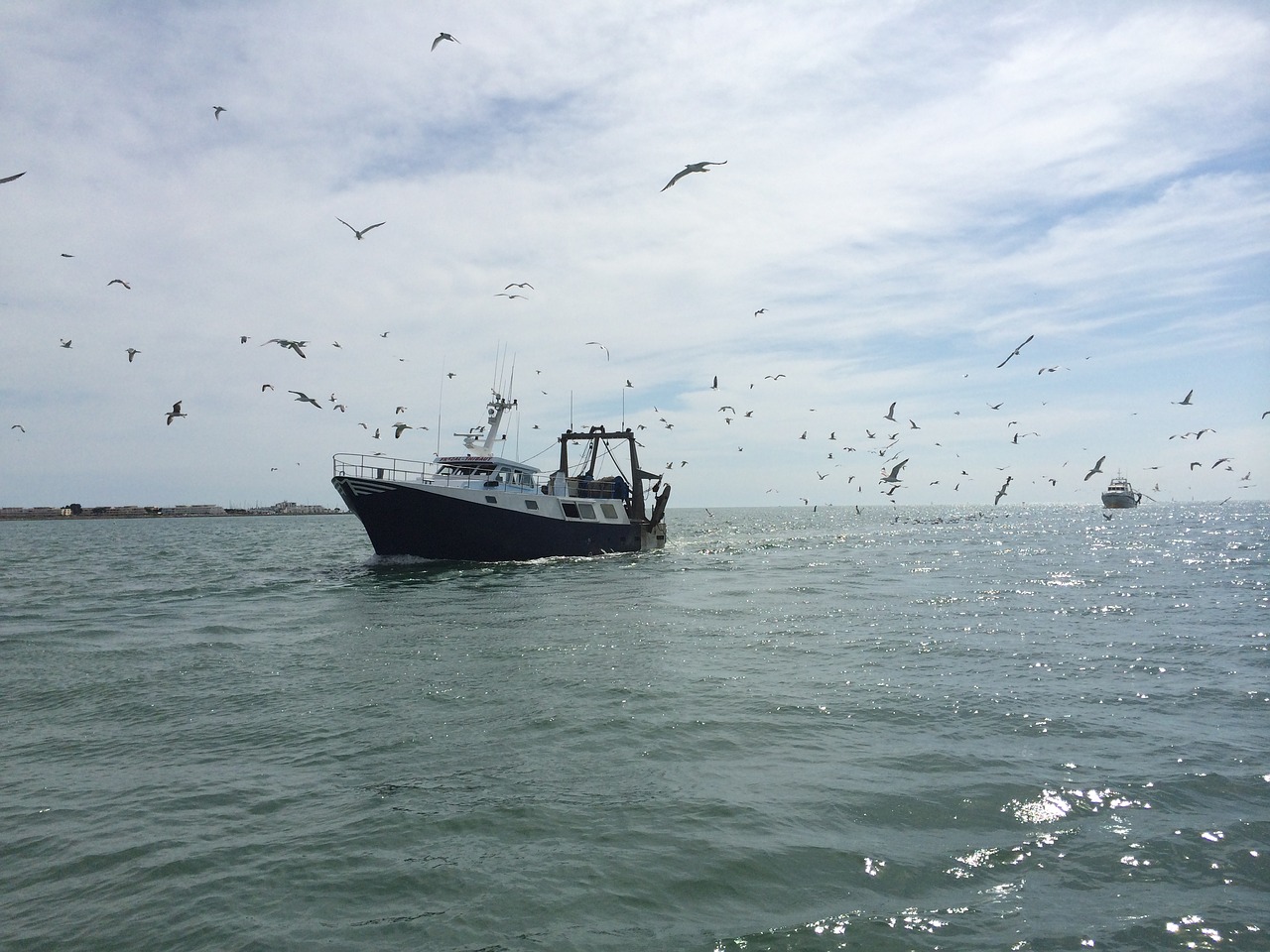 boat traditional fishing seagulls free photo