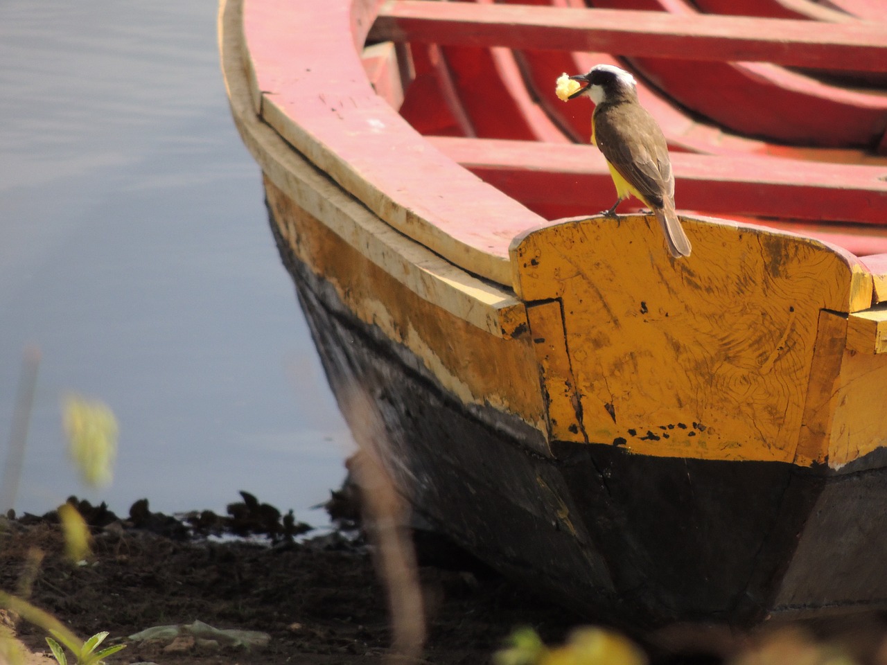 boat bird rio free photo