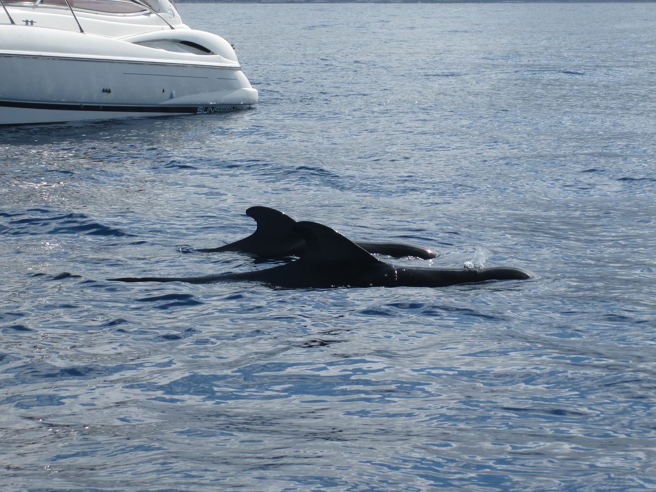 boat whale sea free photo