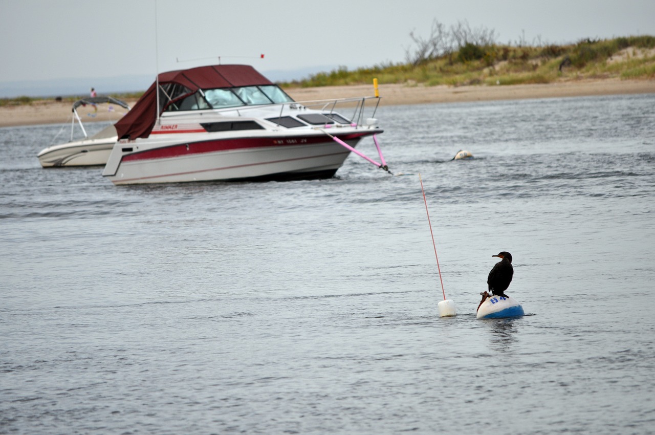 boat water bird free photo