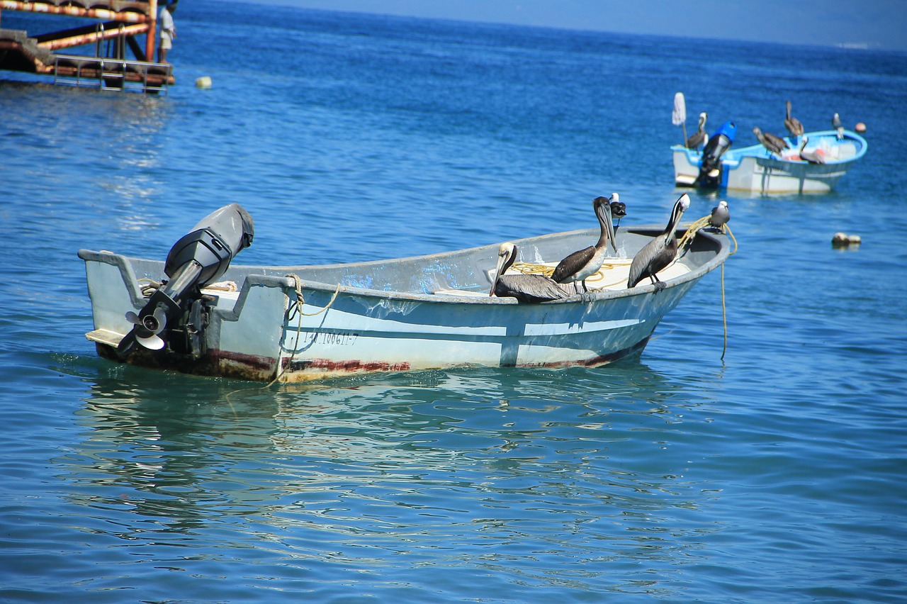 boat tender pelicans free photo